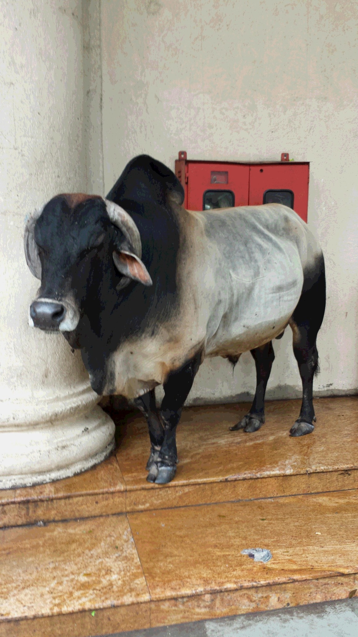 ムンバイ　ポワイ牛2